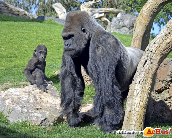 /public/fotos2/Ebo- Mambie-Gorilas-22102014.jpg